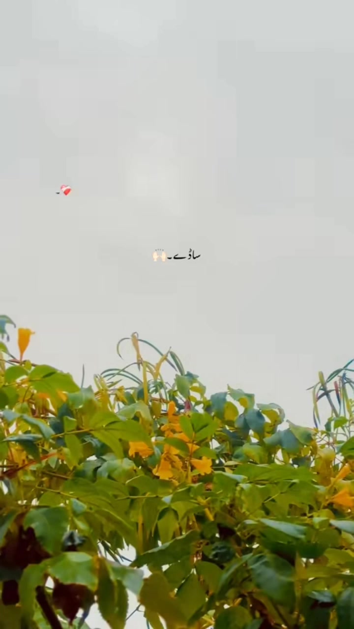 @ابو بکر