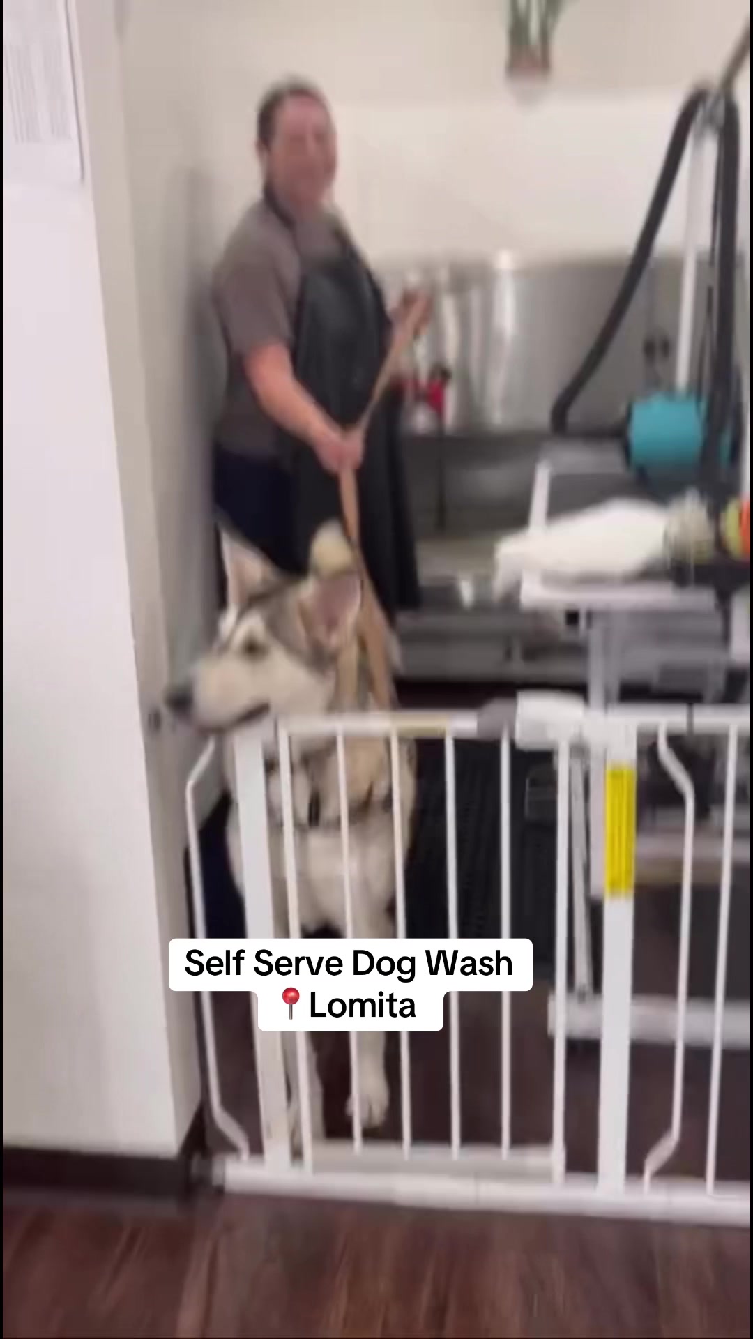 @dogwashla
