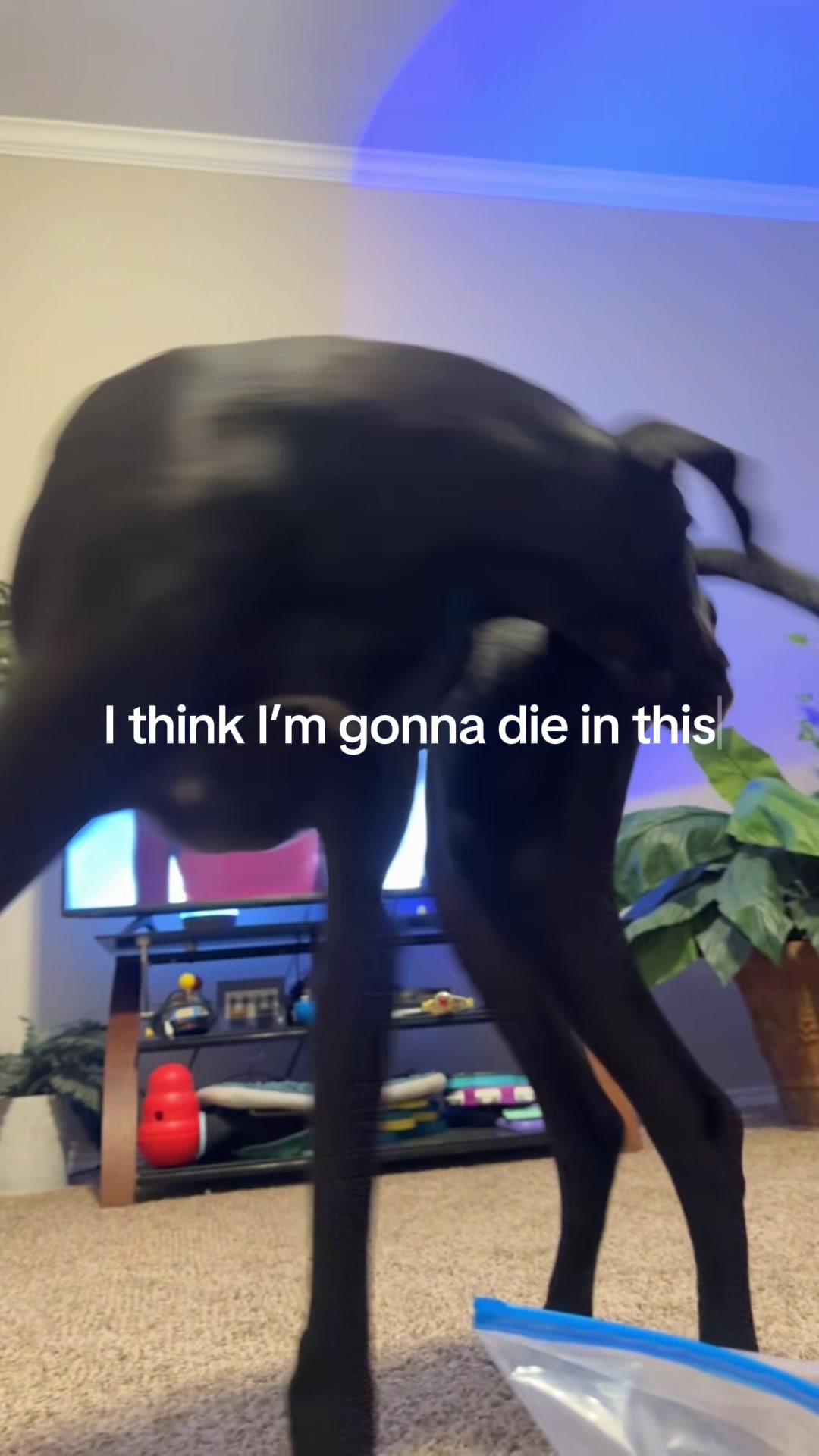 @lil_greazyy
