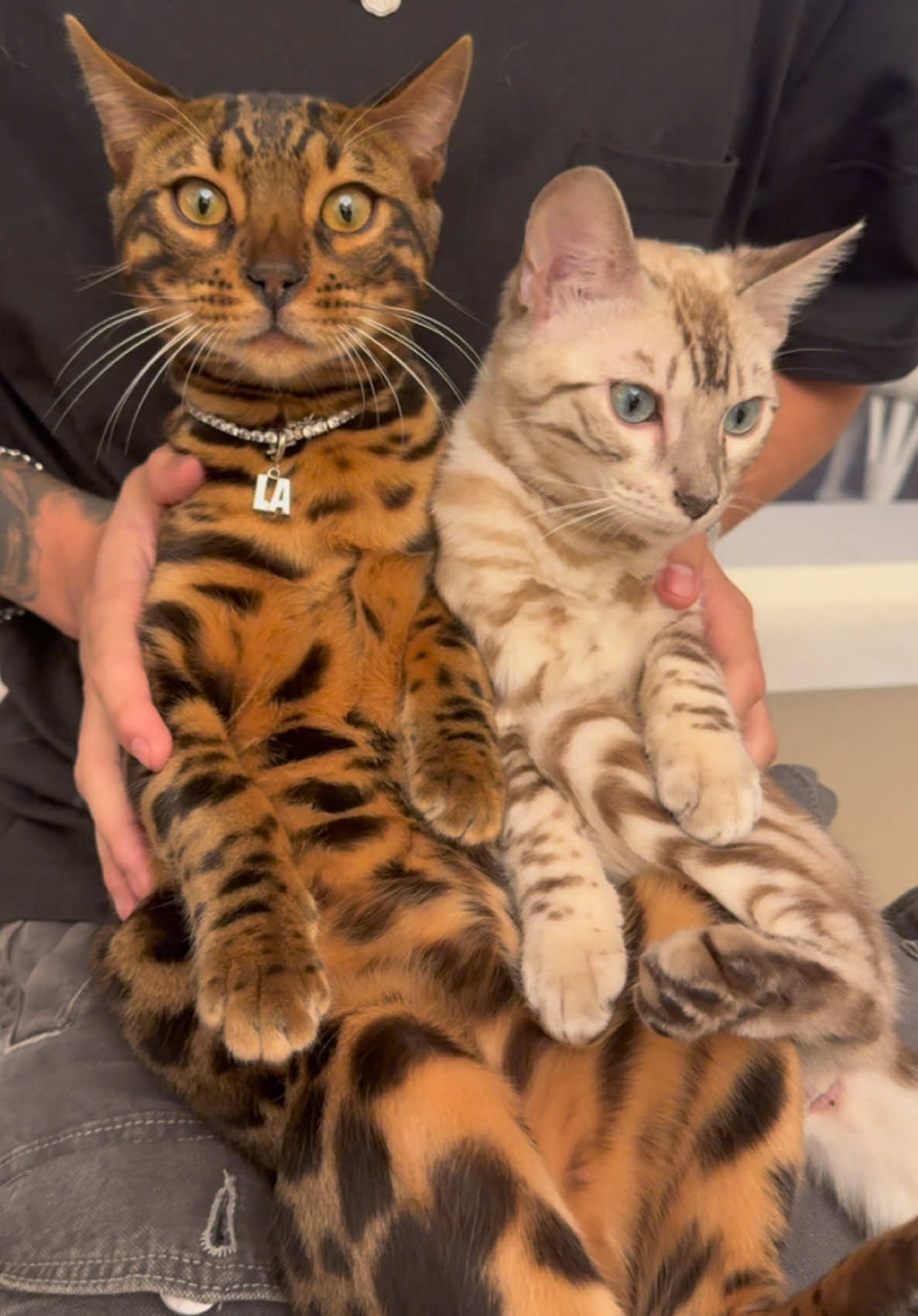 @Bengal Cats