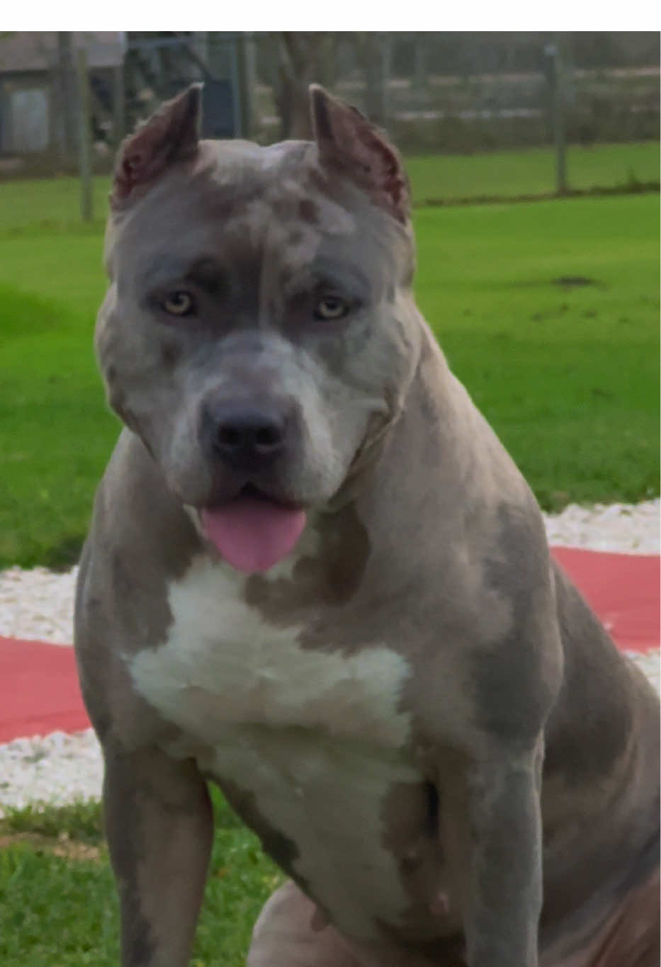 @🐾 Boundless Bullies 🐾
