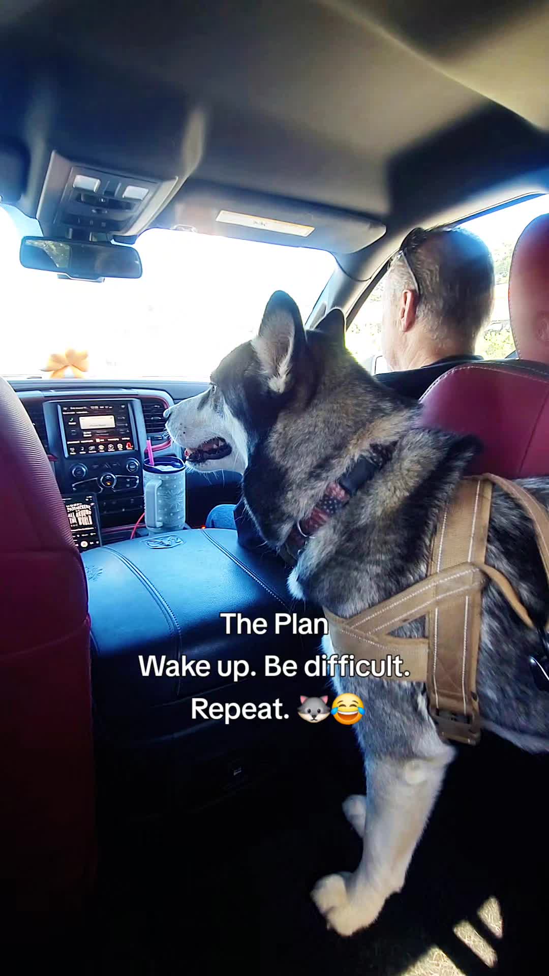 @the Hussey Husky
