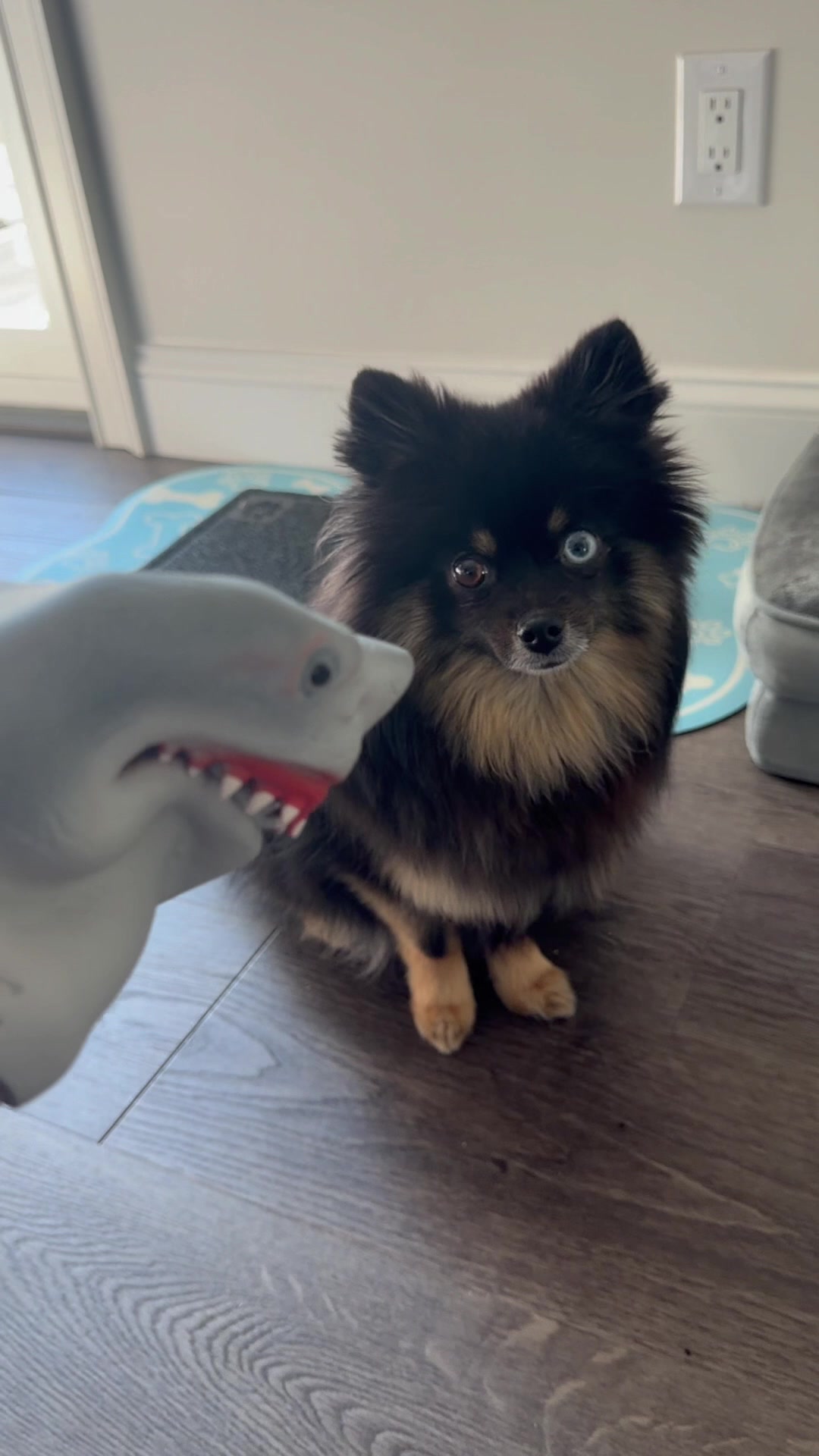 @the.shark.puppet