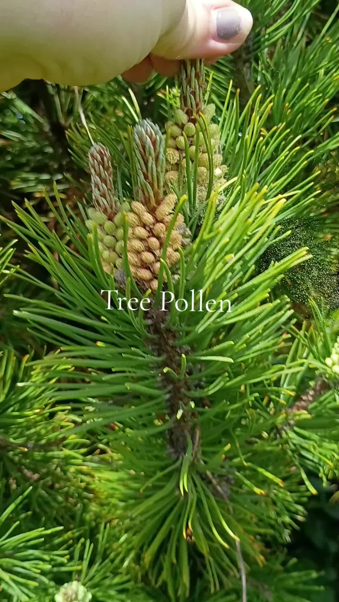 @Humbled.me 🌲PNW Gardener