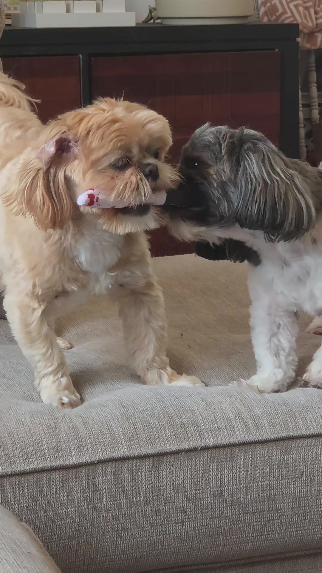 @🐶🎀OzzyBoy&Jenn🎀🐶