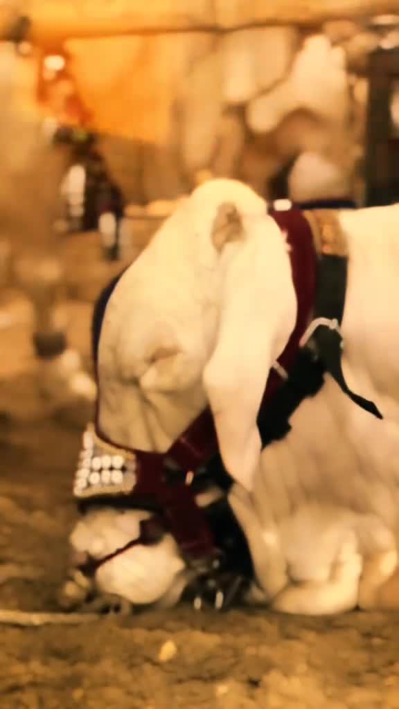 @cow lover@