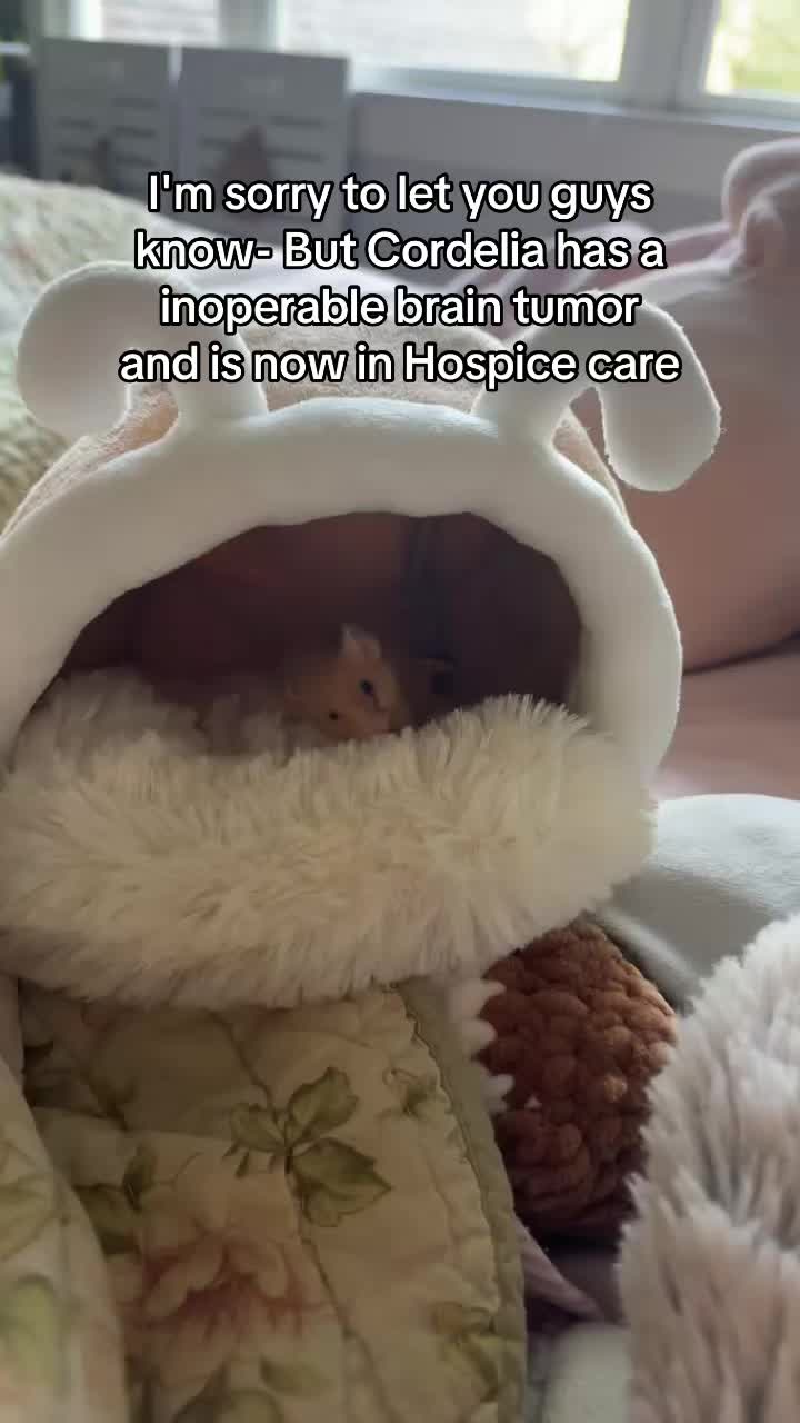 @thatweirdanimalgirl