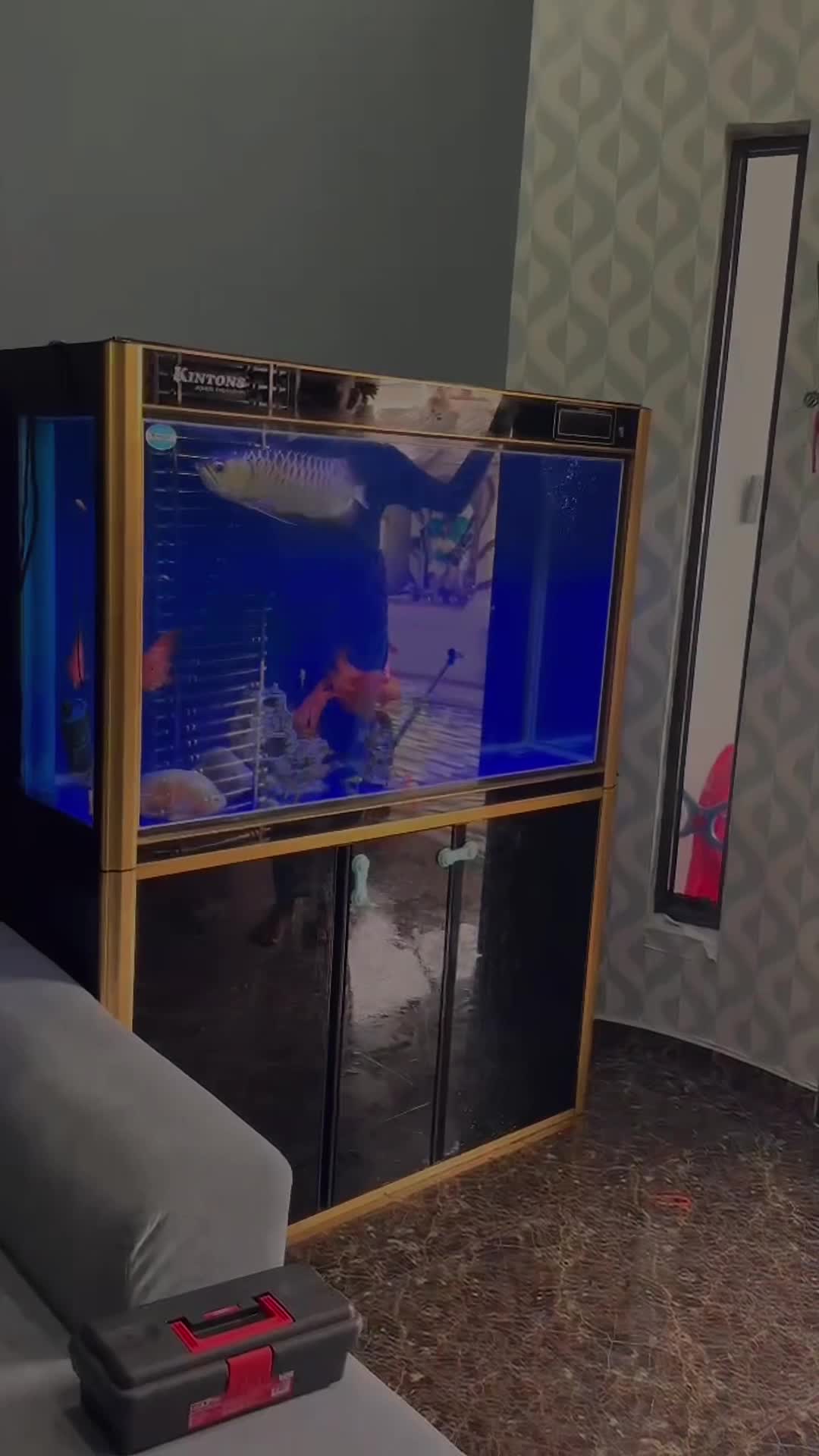 @MK AROWANA SPECIALIST