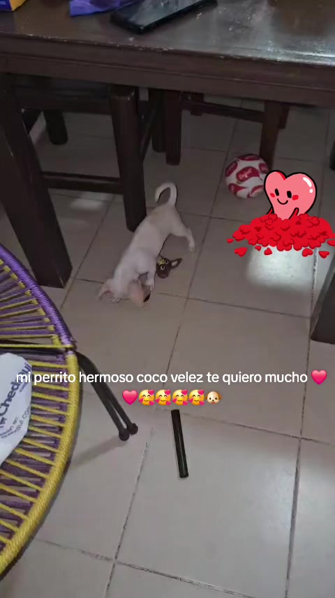 @Velez mi vida entera ❤️❤️