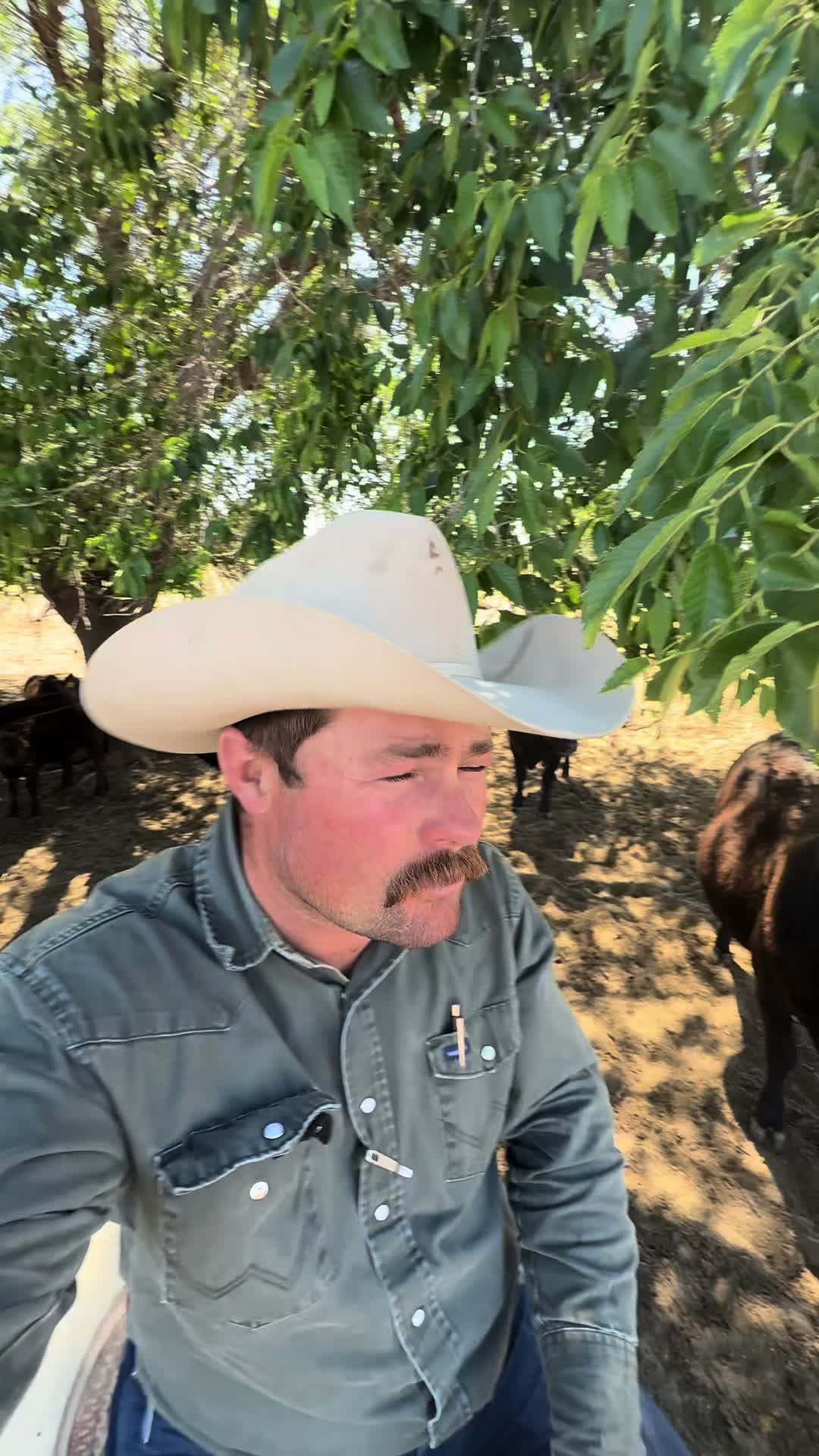 @McKinneyLandCattle