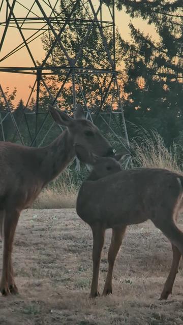 @Sharin♥️🦌🌞🌛♥️