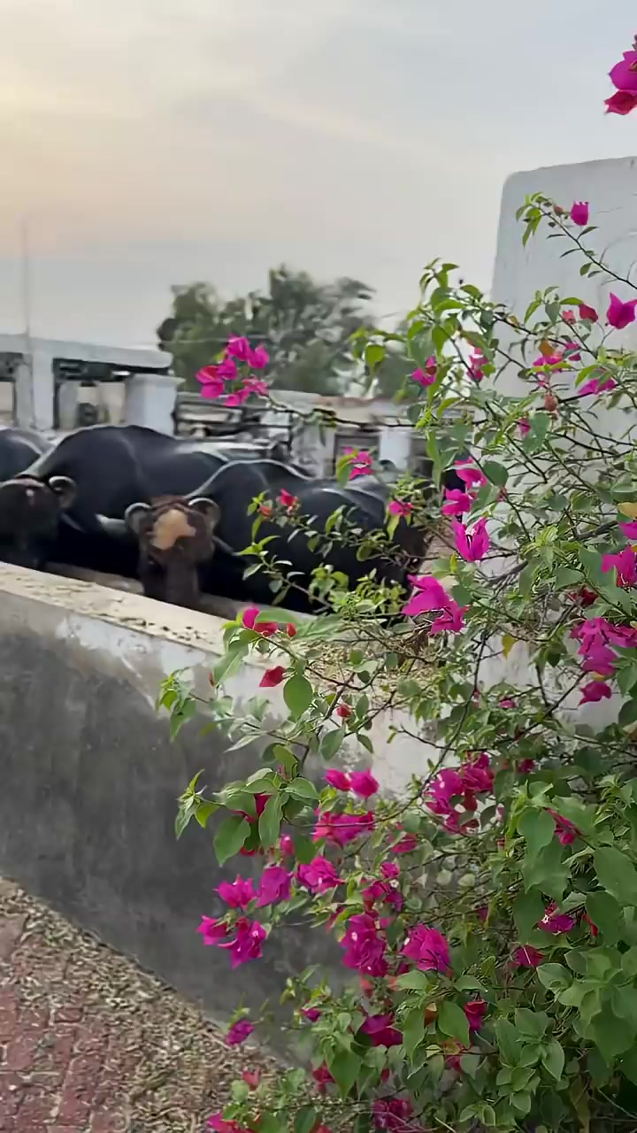 @GUJJAR DAIRY FARM