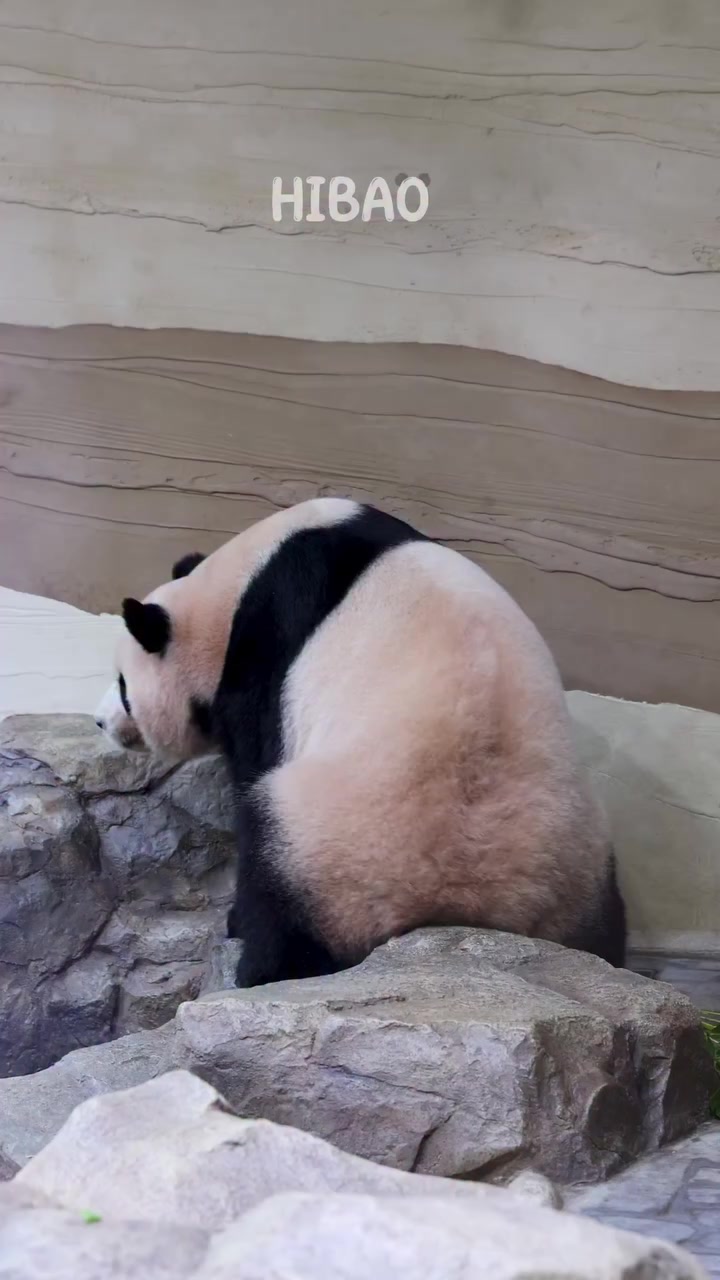 @FuRuHuShu_Bao