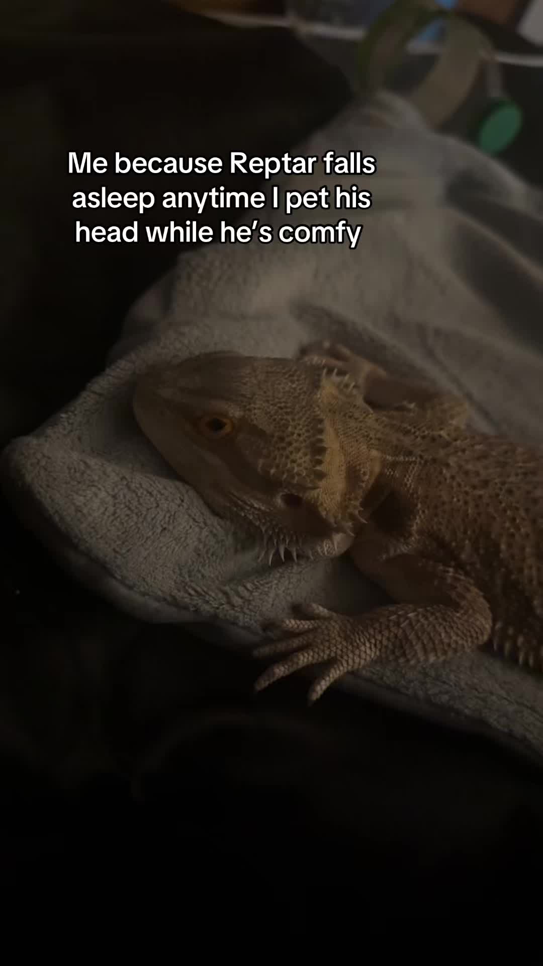 @ᛚᛁᛚᛁᚨᚾᚾ🪲