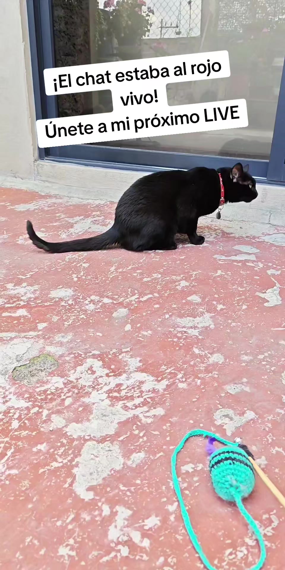 @Michi Cats