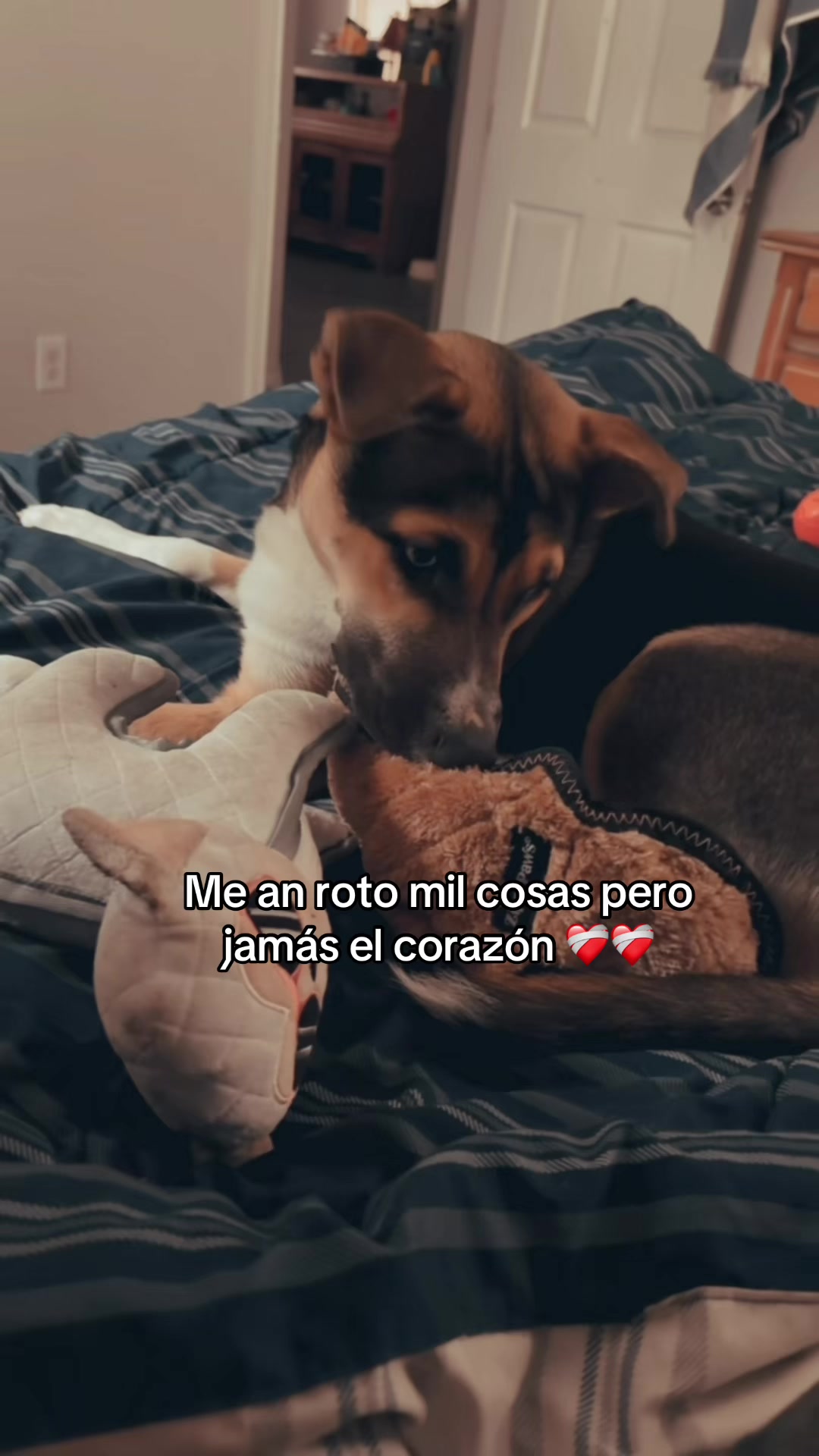 @carolinadua1103