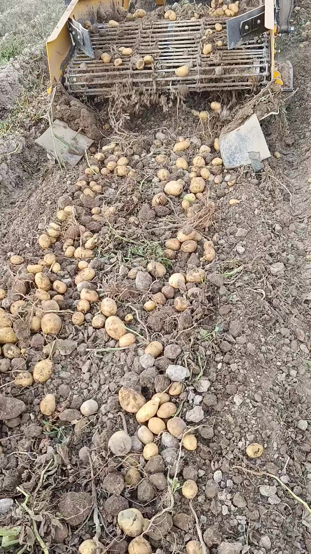 @Tanjucoskun51