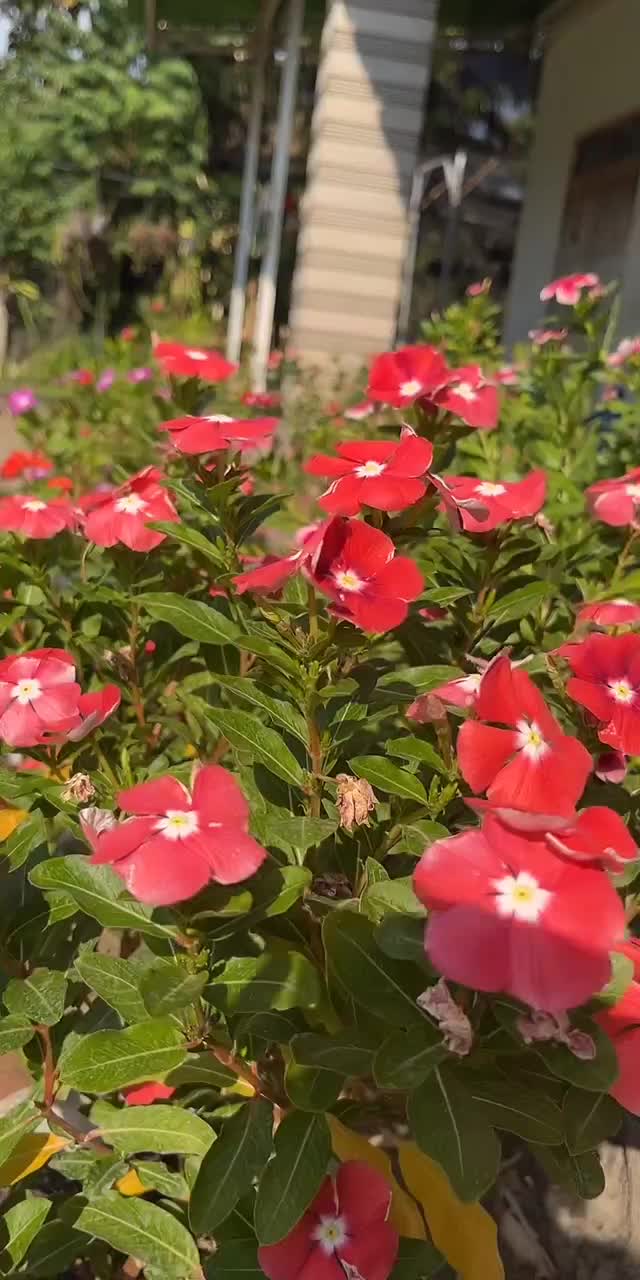 @Xeema_Nursery