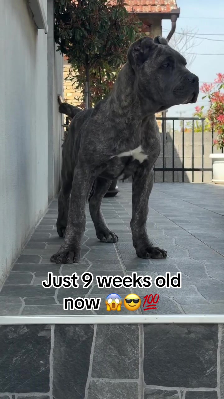 @bugattibloodlinekennels