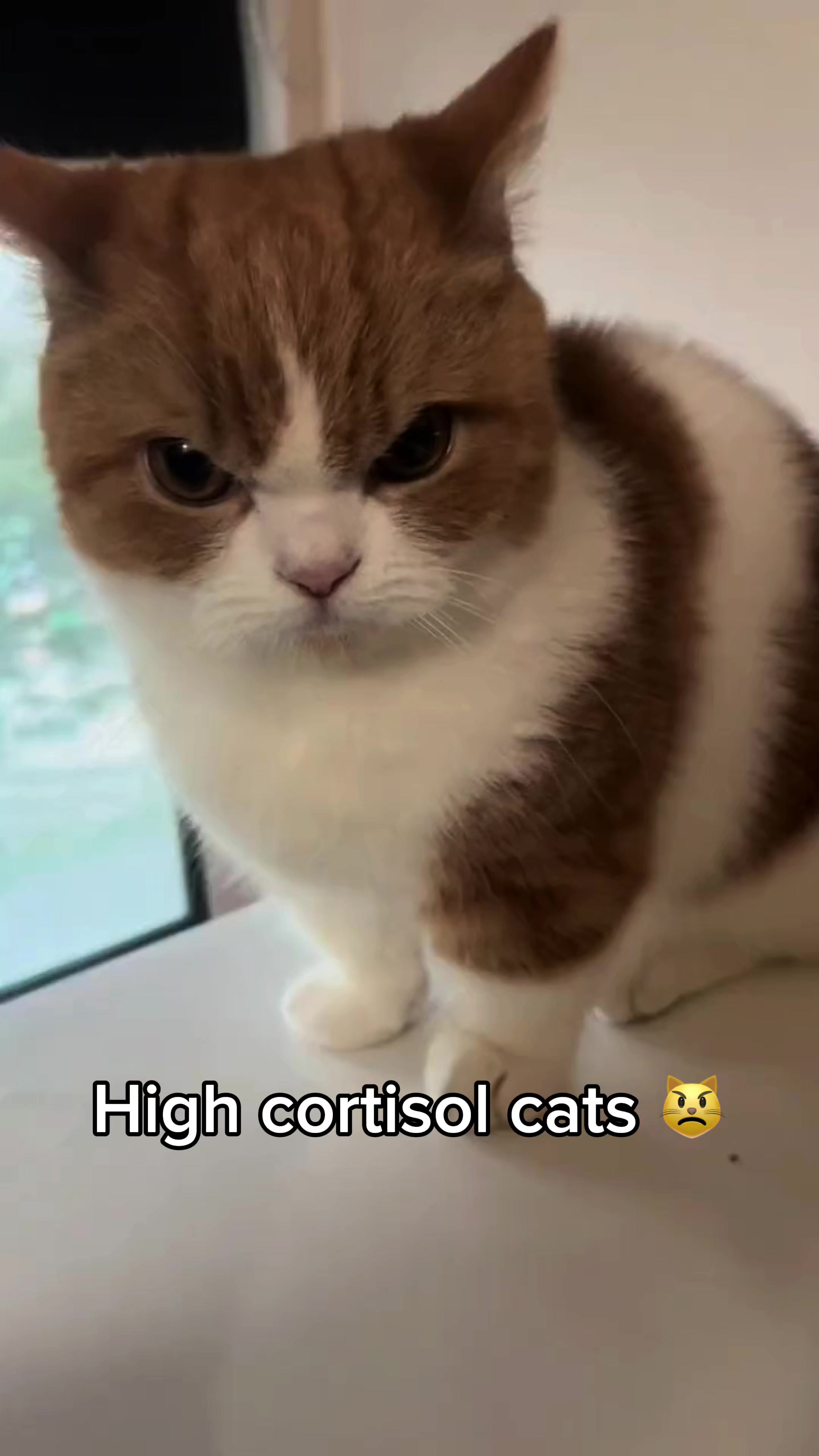 @𝗖𝗔𝗧𝗦