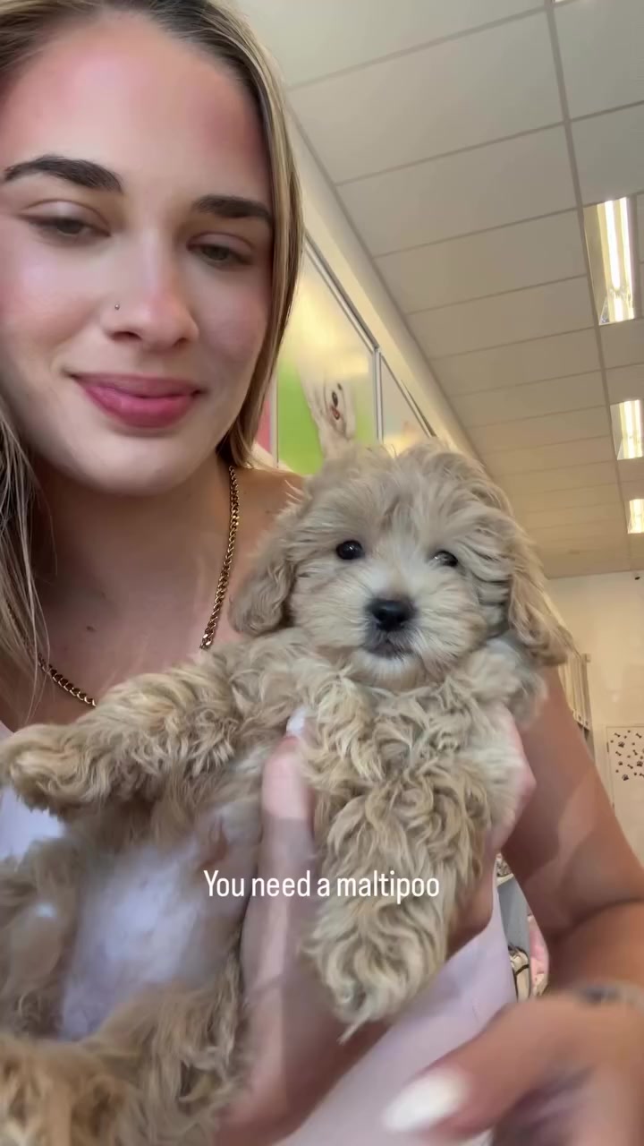@Paradise Puppies🐶
