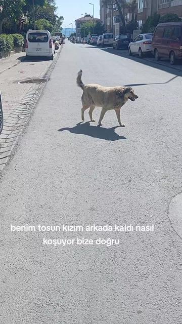 @Fatoşçırpan34
