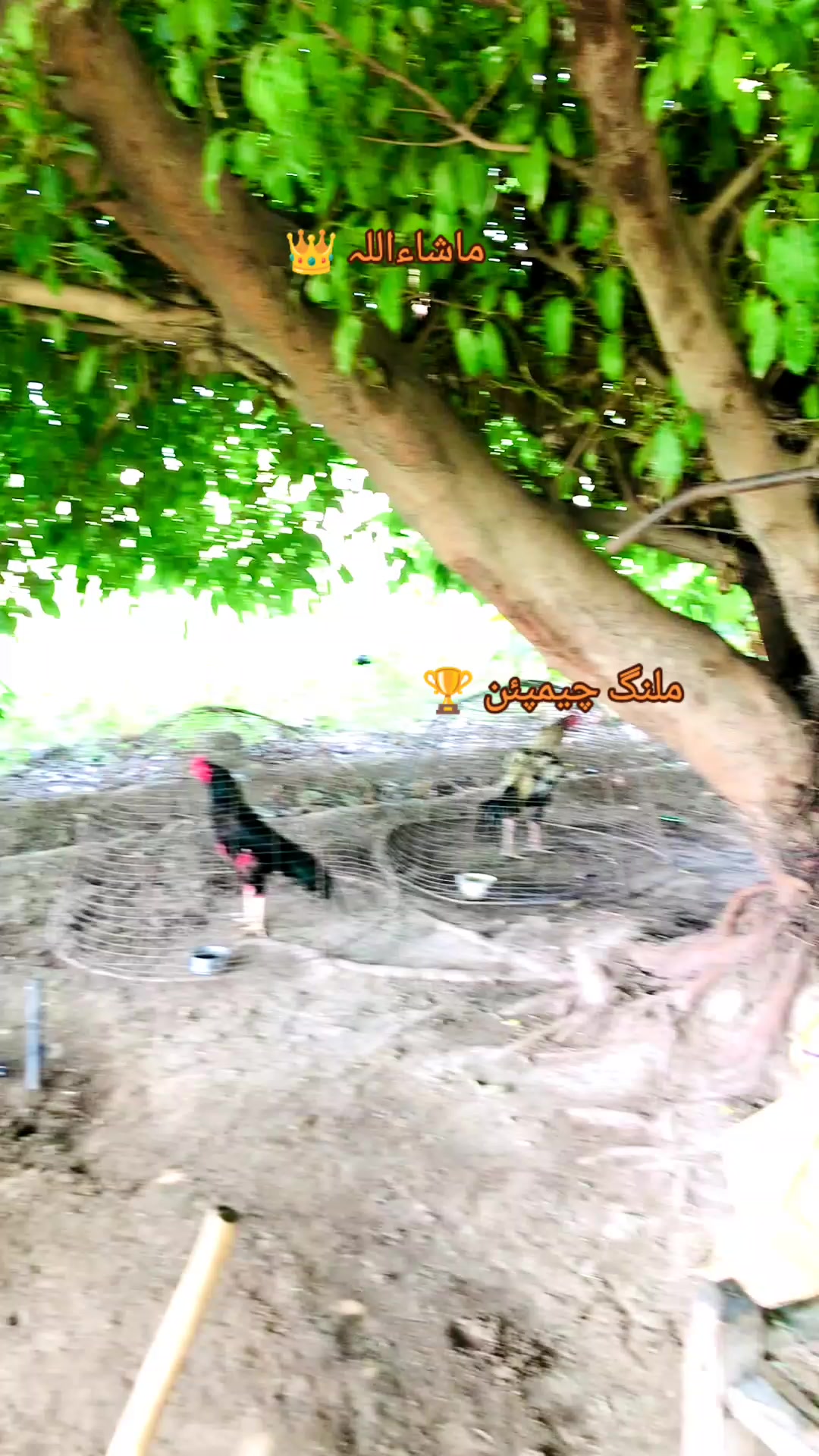 @Ali Nahra