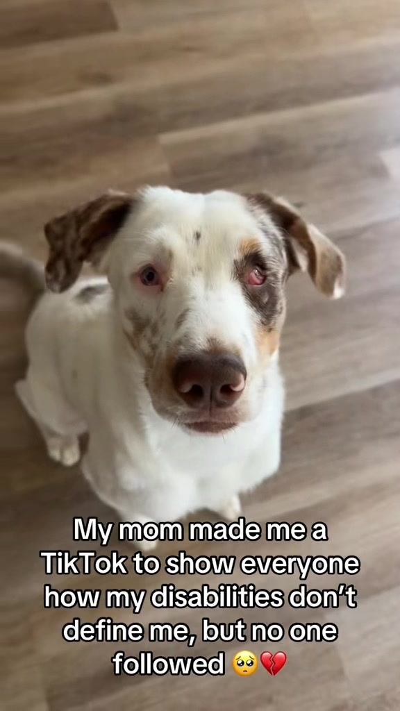 @Ghost and Hannah🐾