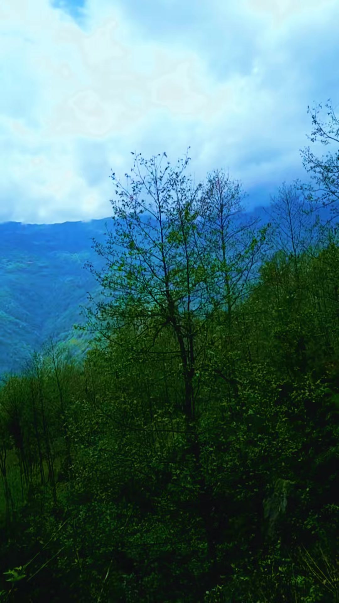 @Queen of Himalayas