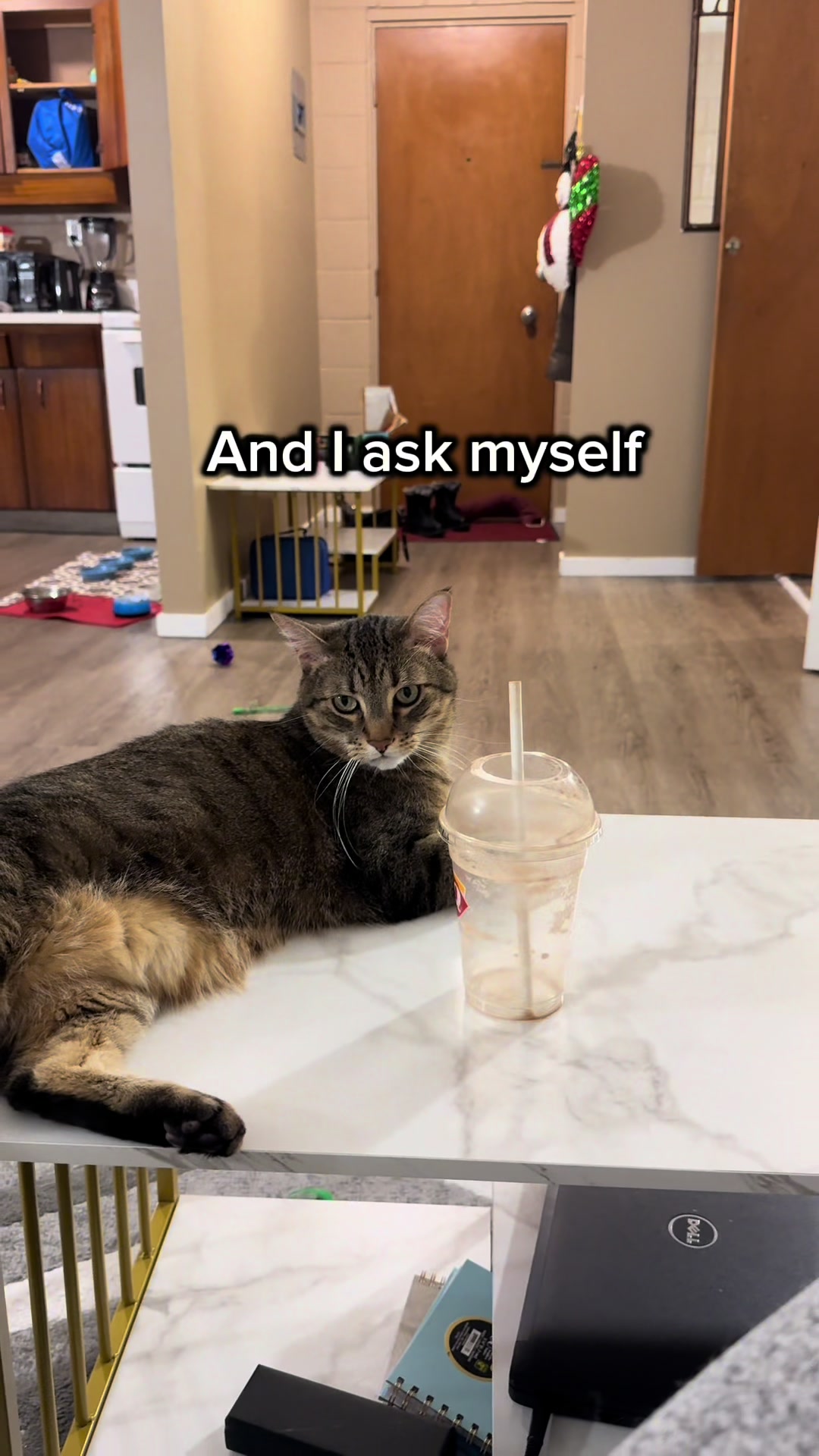 @Three Nawty Cats