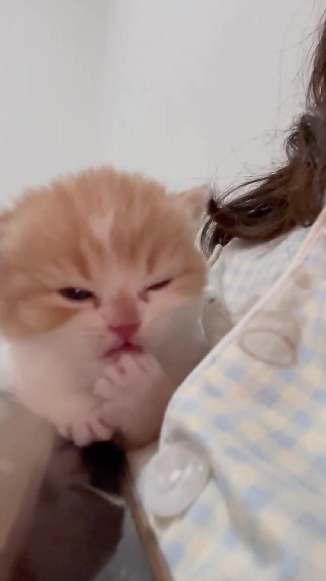 @catbosssss