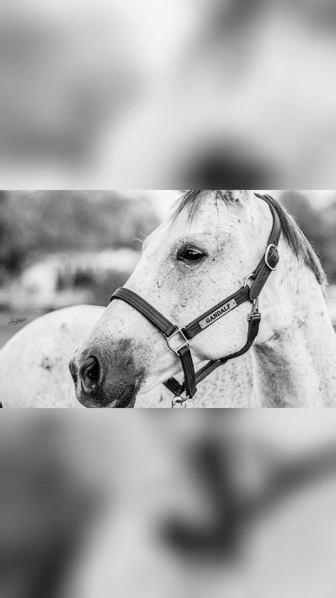 @OTTB_Lifer