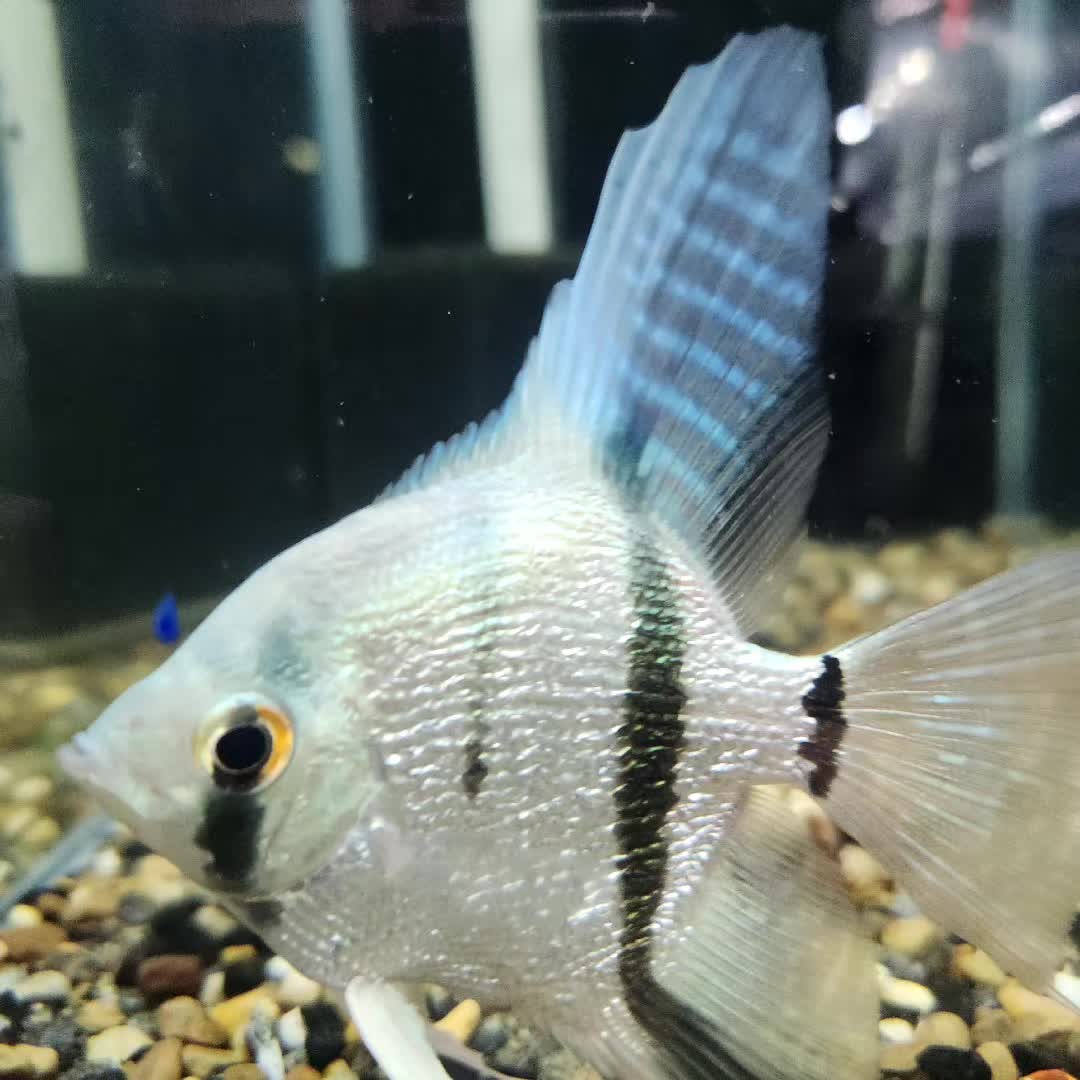 @voyeurs of aquatics