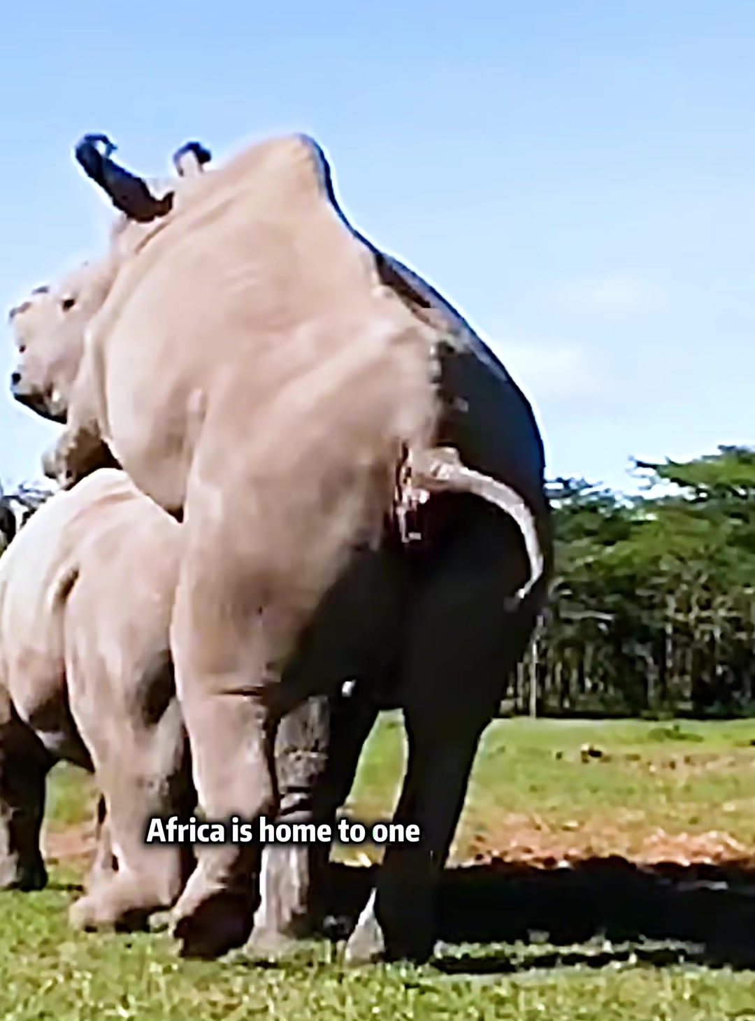 @look animals