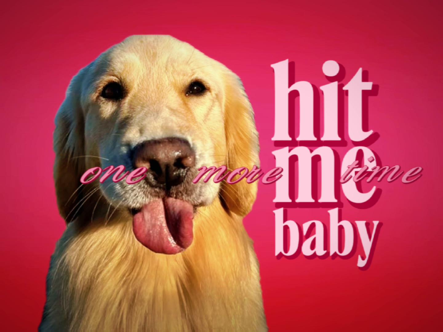 @I love golden retriever twice