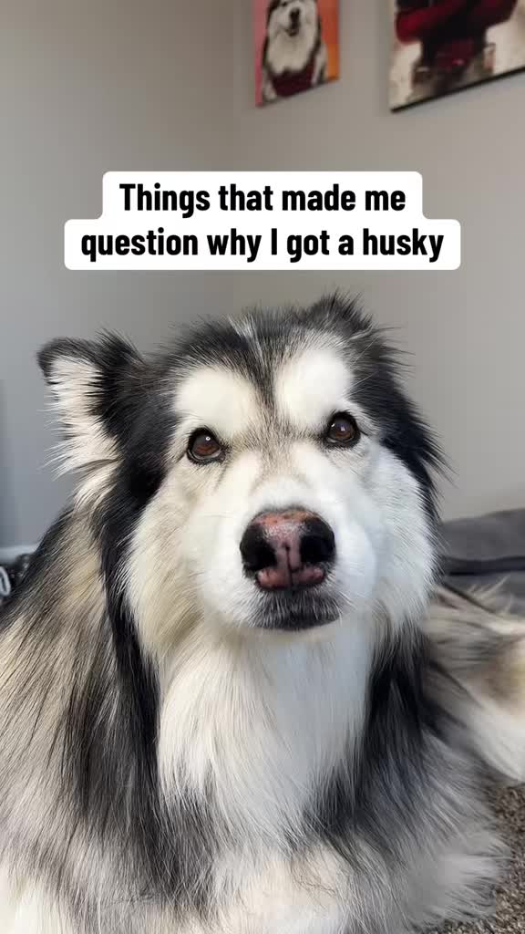@Bandit The Husky