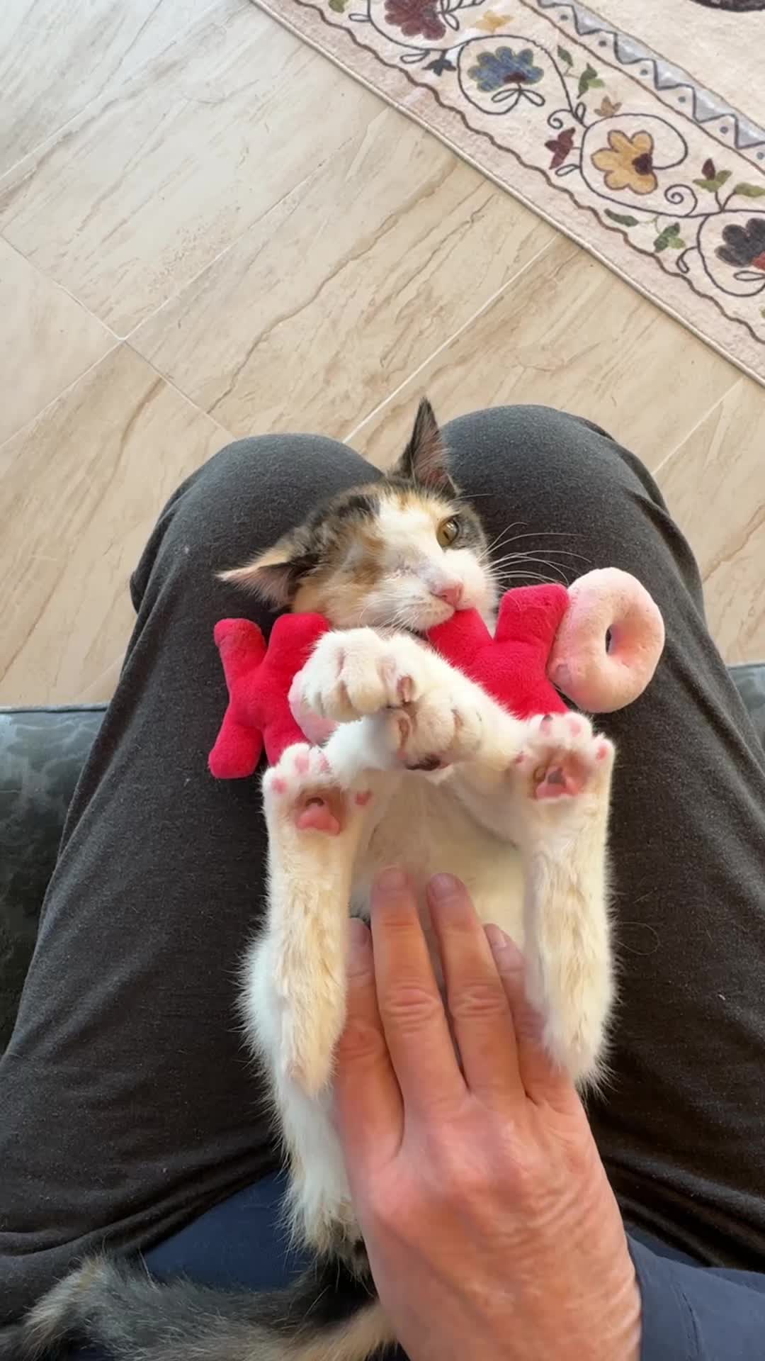 @Gracie’s Circling Paws