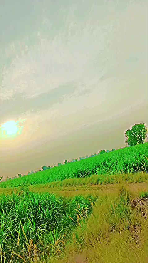 @shoukat Ali chhutto12345678910