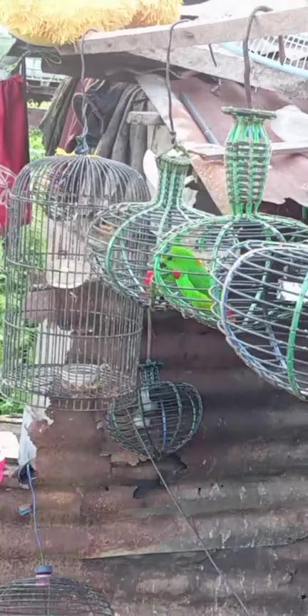 @king srindit👑🦜
