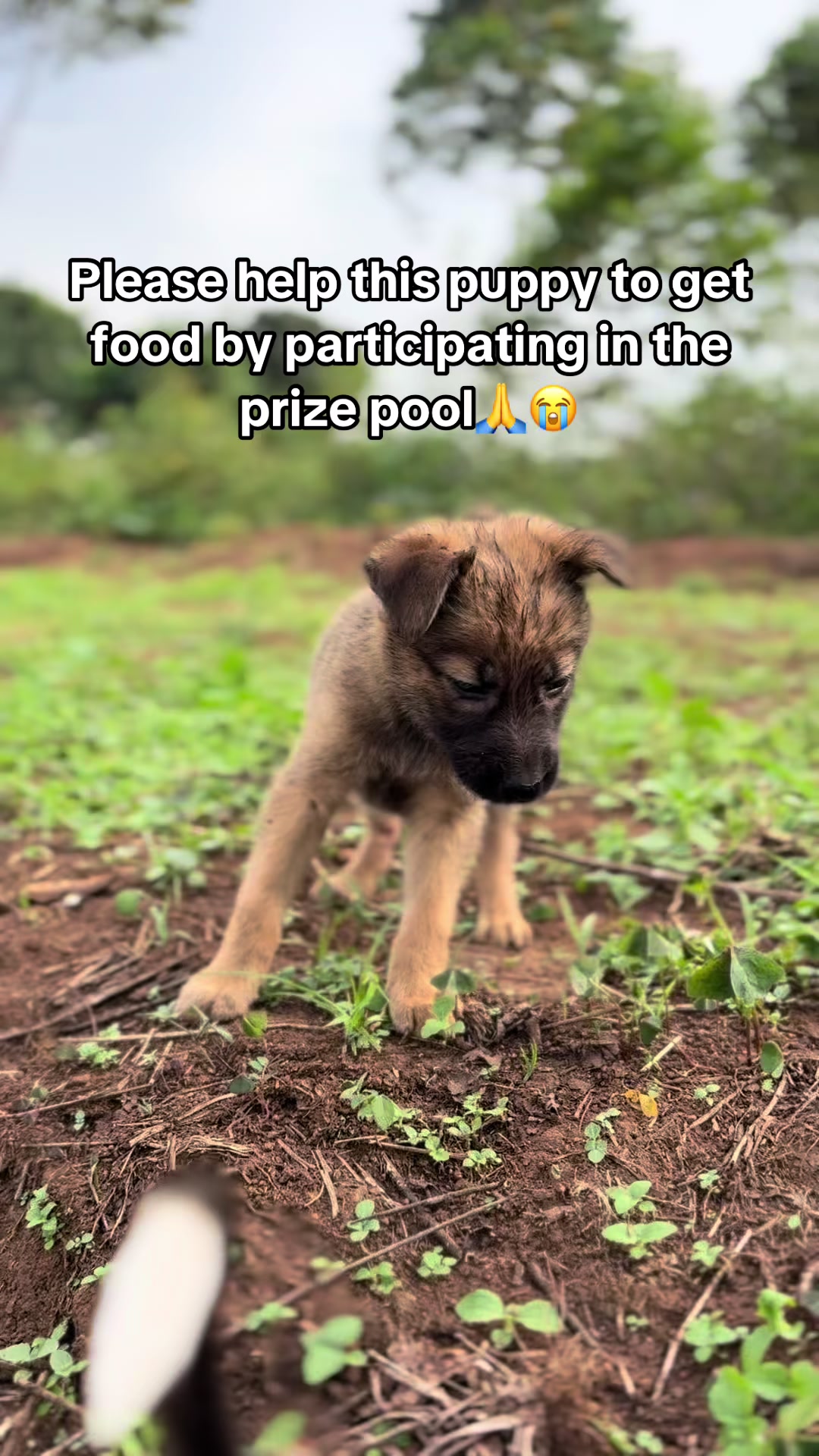 @furry_care_haven