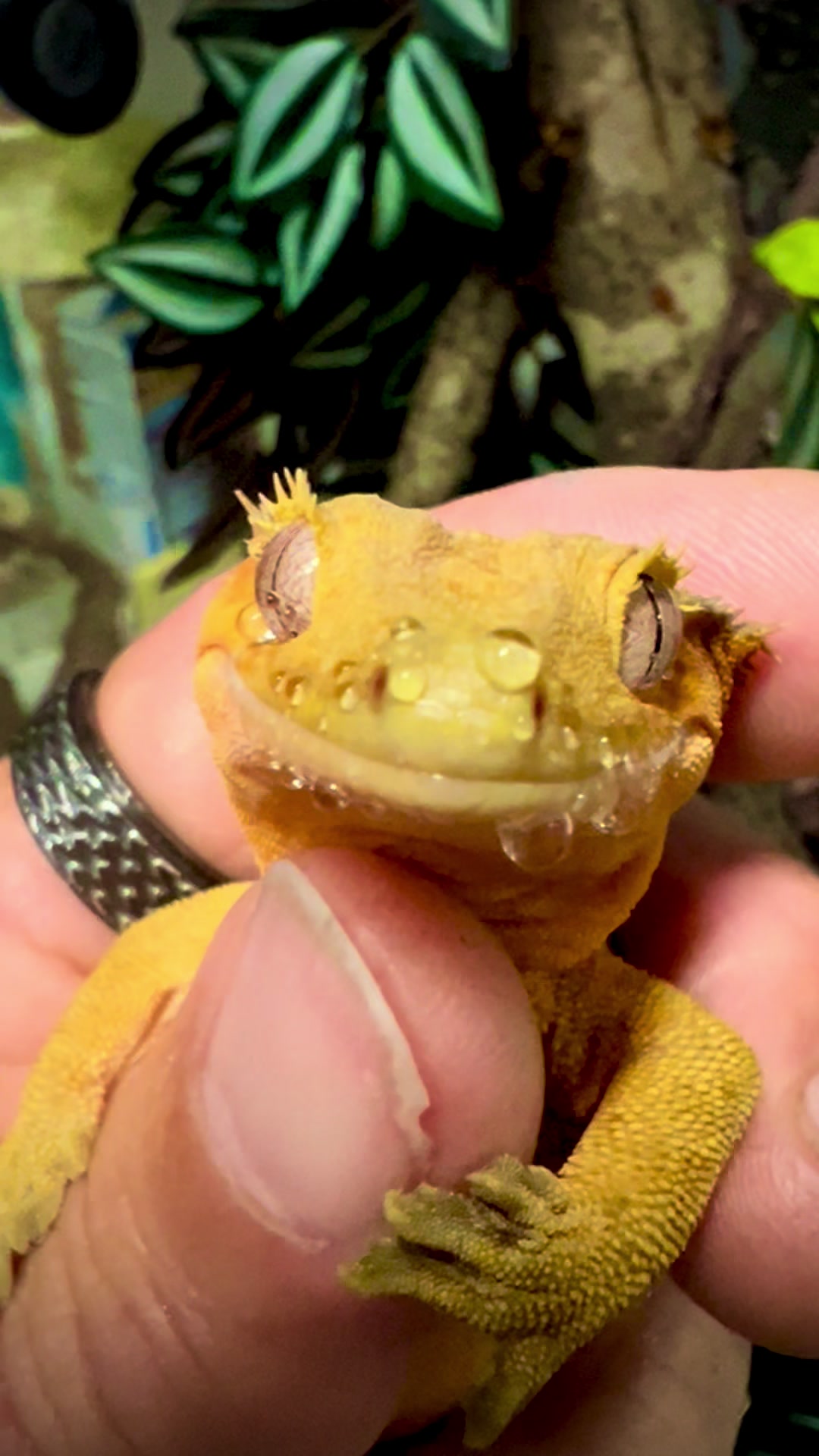 @Lacey_pet_exotics