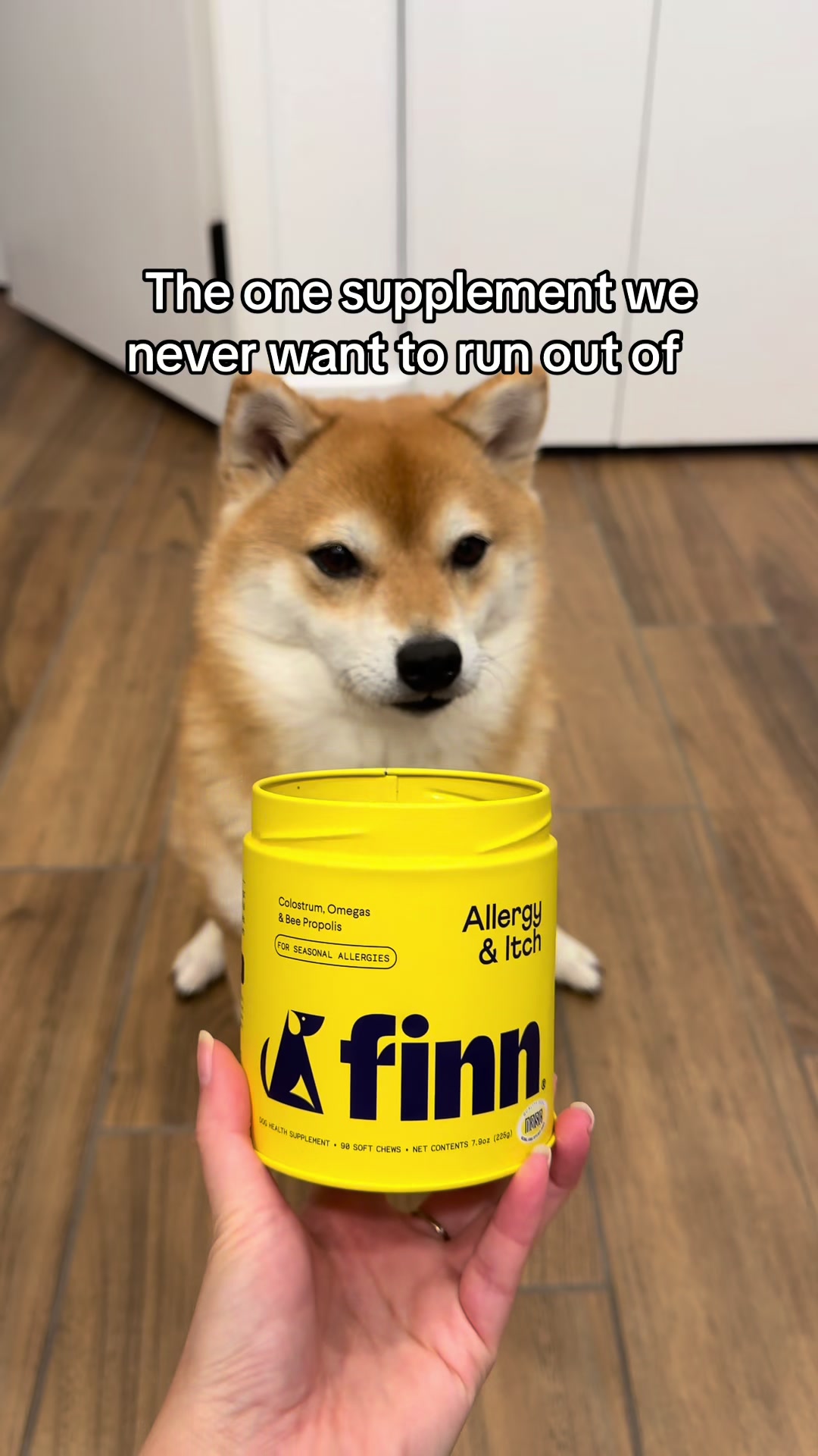 @Flock of Shibas 🐕🐕🐕