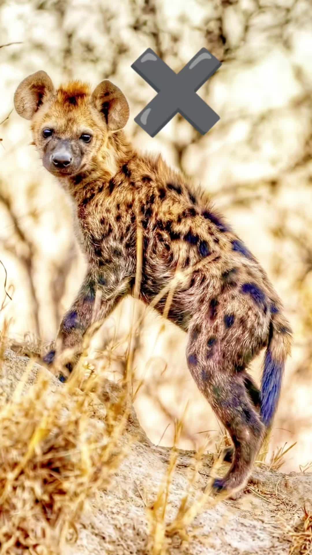 @AbrahamTheHyena✝️