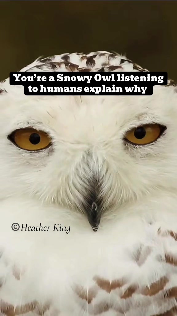 @Theeowlqueen🇨🇦