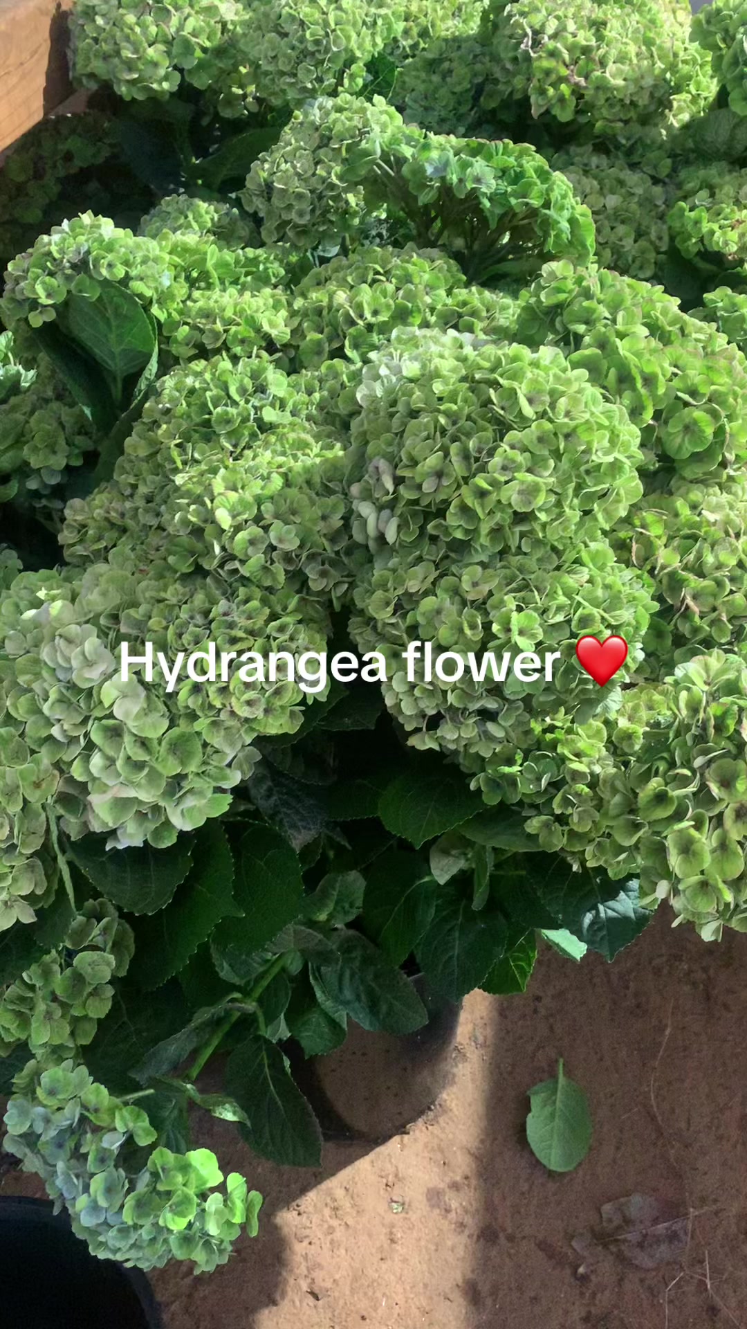 @FloniaNia🌸💐