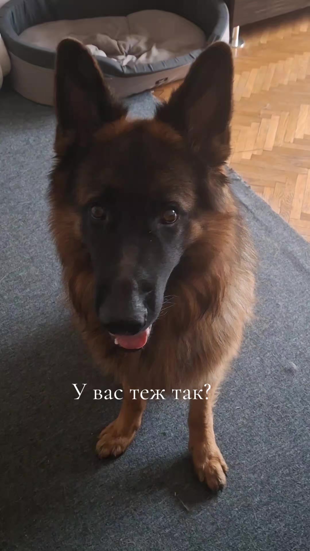 @МАТЬ ДРАКОНІВ🤣