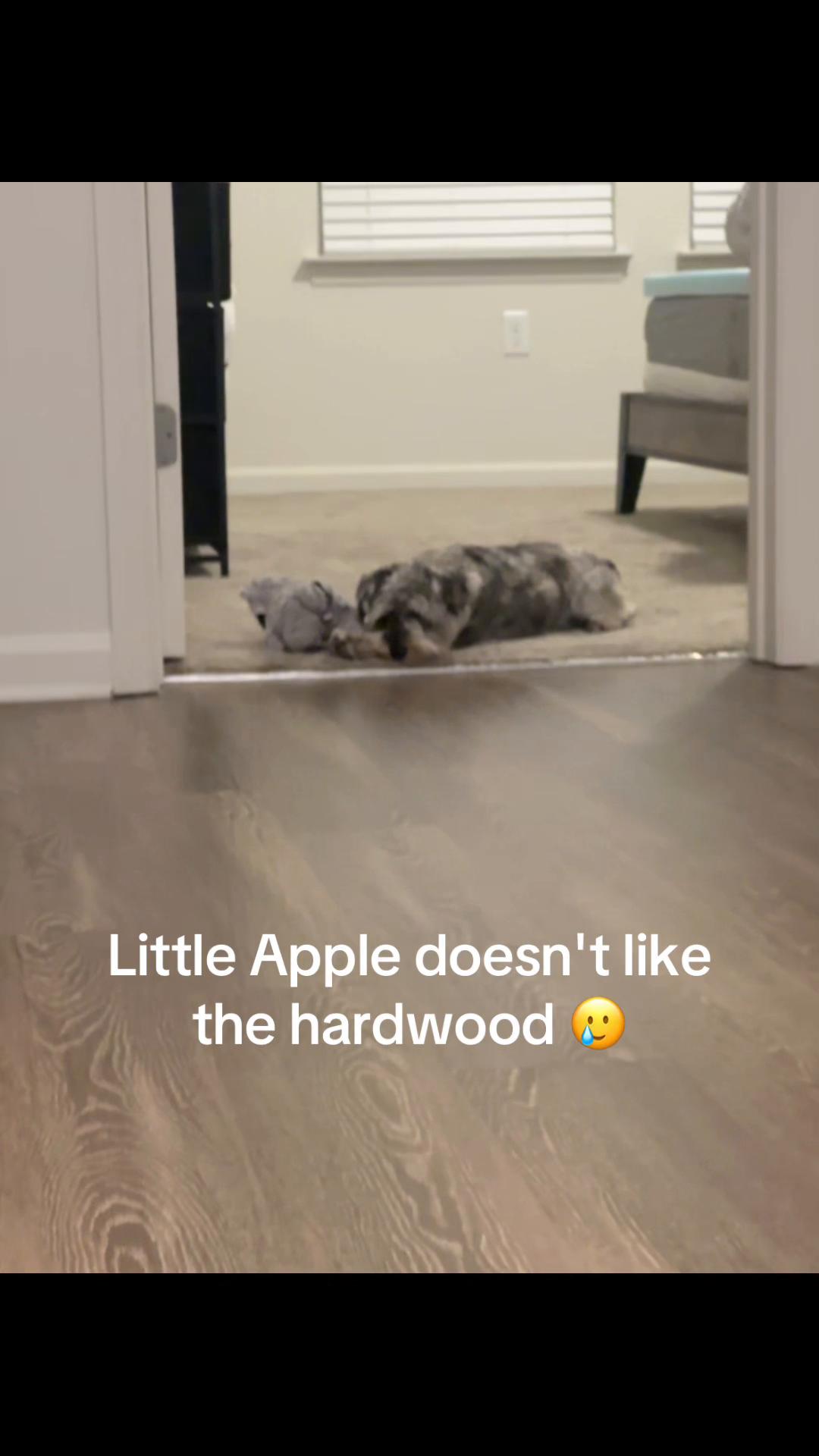 @Apple 🍎