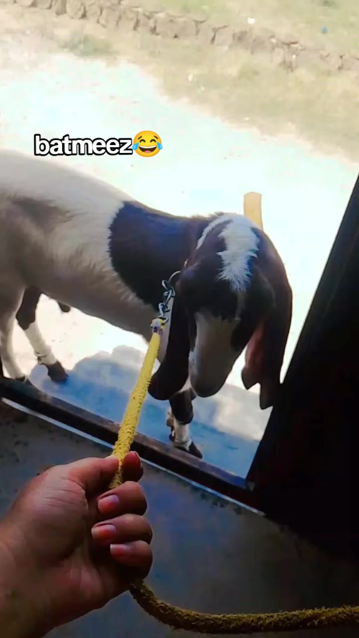 @𝘢ɳᵤ𝚖𝘢𝗅ⲓ𝐤 🎶