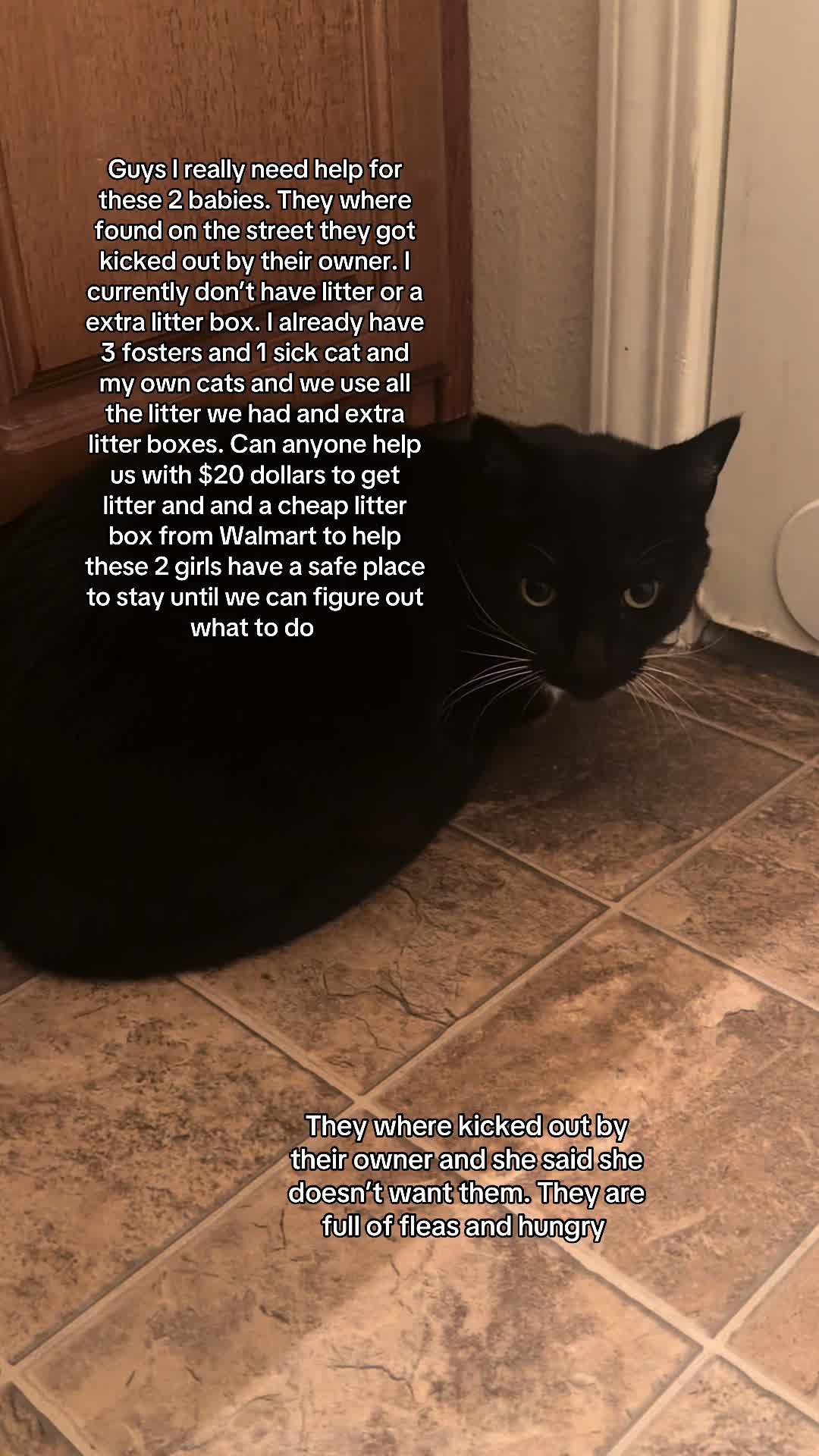 @Purrrrfect Paws Rescue