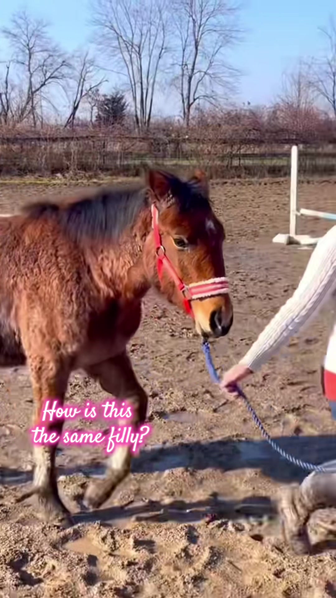 @Free Spirit Equestrian